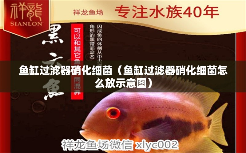 魚缸過濾器硝化細(xì)菌（魚缸過濾器硝化細(xì)菌怎么放示意圖） 硝化細(xì)菌