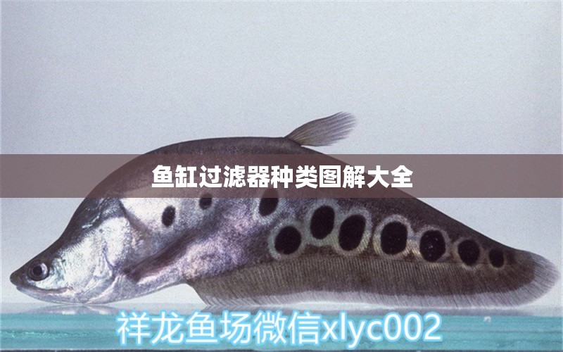 魚缸過(guò)濾器種類圖解大全 祥龍魚場(chǎng)