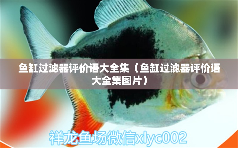 魚缸過濾器評價(jià)語大全集（魚缸過濾器評價(jià)語大全集圖片）