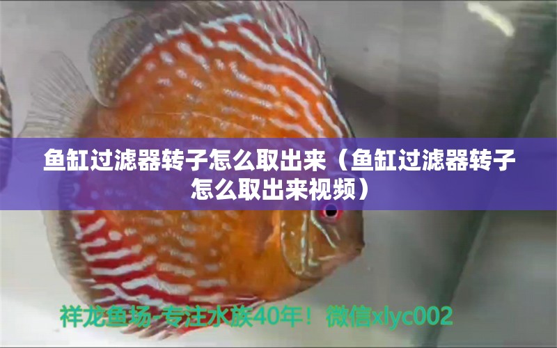 魚缸過濾器轉(zhuǎn)子怎么取出來（魚缸過濾器轉(zhuǎn)子怎么取出來視頻）