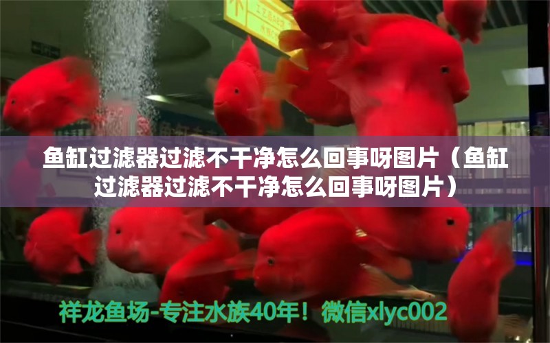 魚(yú)缸過(guò)濾器過(guò)濾不干凈怎么回事呀圖片（魚(yú)缸過(guò)濾器過(guò)濾不干凈怎么回事呀圖片） 速倍妥魚(yú)糧魚(yú)藥