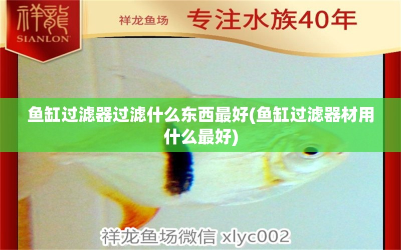 魚缸過濾器過濾什么東西最好(魚缸過濾器材用什么最好) 黃金斑馬魚