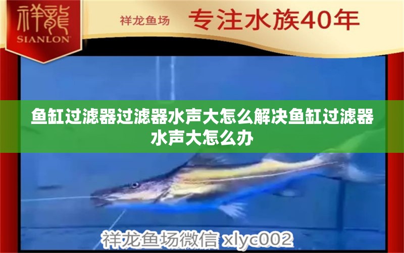 魚缸過濾器過濾器水聲大怎么解決魚缸過濾器水聲大怎么辦 白條過背金龍魚