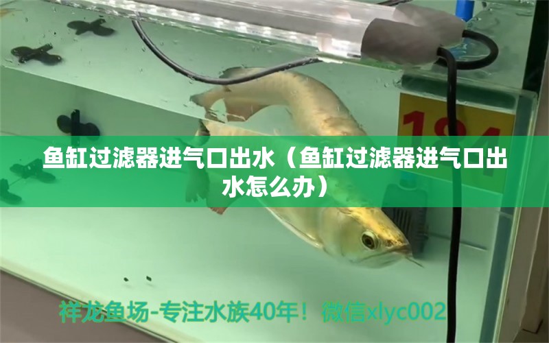 魚(yú)缸過(guò)濾器進(jìn)氣口出水（魚(yú)缸過(guò)濾器進(jìn)氣口出水怎么辦） 祥龍水族醫(yī)院