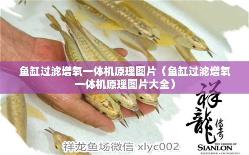 魚缸過濾增氧一體機(jī)原理圖片（魚缸過濾增氧一體機(jī)原理圖片大全） 水族品牌