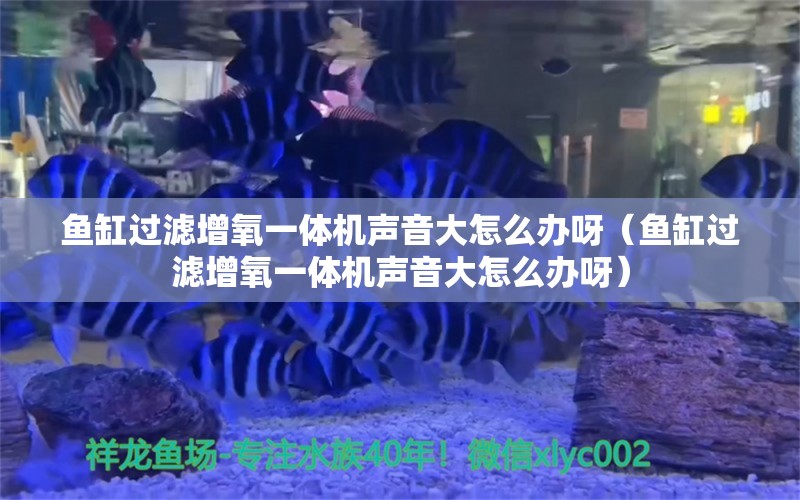 魚缸過濾增氧一體機聲音大怎么辦呀（魚缸過濾增氧一體機聲音大怎么辦呀）