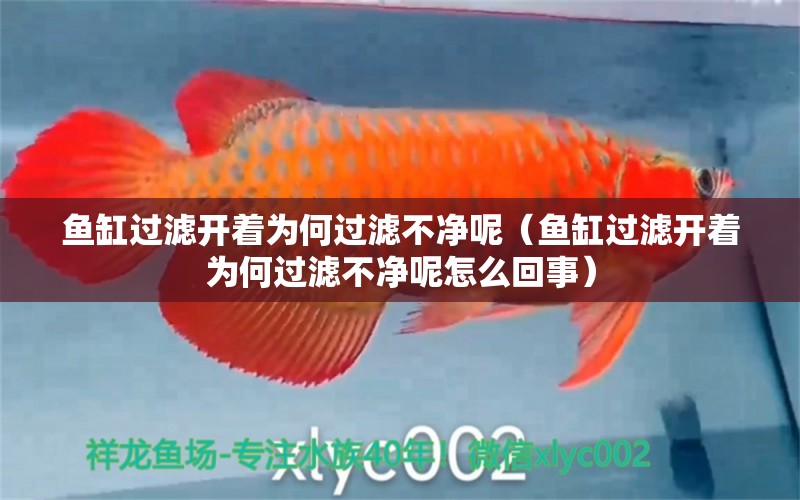 魚缸過濾開著為何過濾不凈呢（魚缸過濾開著為何過濾不凈呢怎么回事） 粗線銀版魚