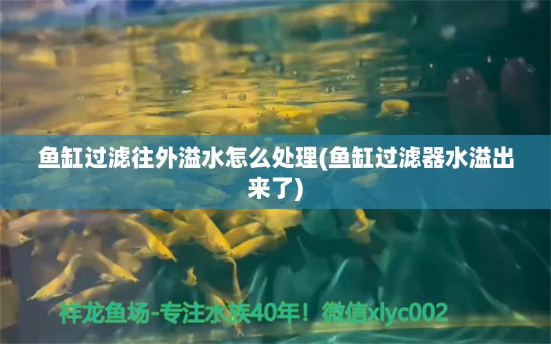 魚缸過濾往外溢水怎么處理(魚缸過濾器水溢出來了)