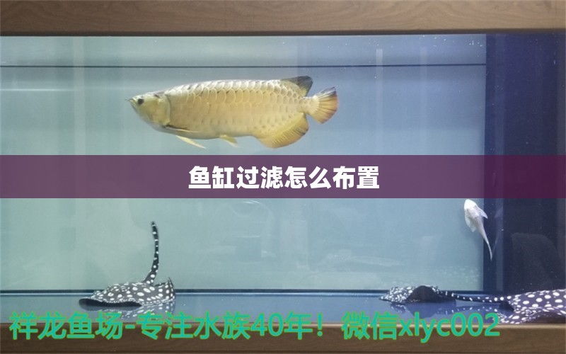 魚缸過濾怎么布置 祥龍魚場