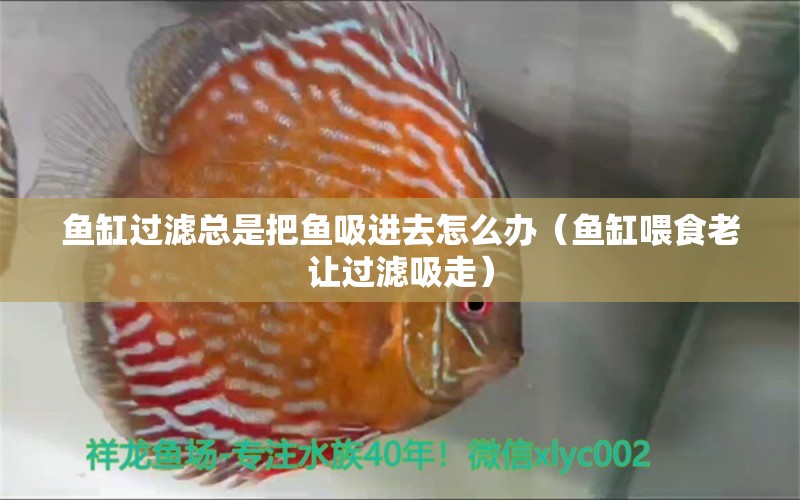 魚缸過濾總是把魚吸進(jìn)去怎么辦（魚缸喂食老讓過濾吸走）