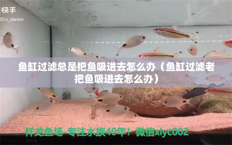 魚(yú)缸過(guò)濾總是把魚(yú)吸進(jìn)去怎么辦（魚(yú)缸過(guò)濾老把魚(yú)吸進(jìn)去怎么辦） 鸚鵡魚(yú)