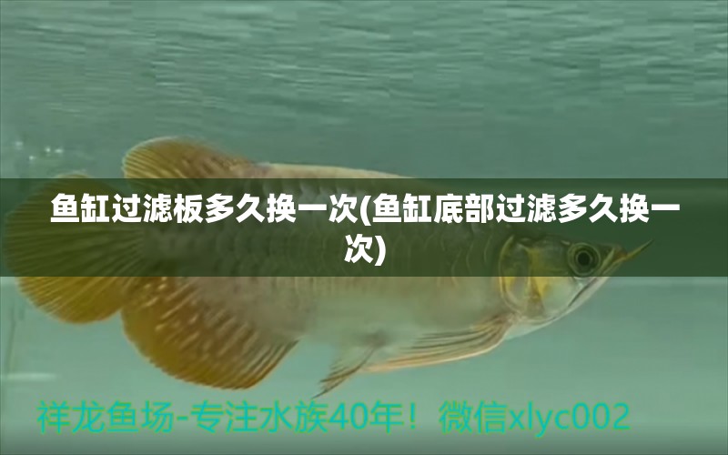 魚(yú)缸過(guò)濾板多久換一次(魚(yú)缸底部過(guò)濾多久換一次) 印尼小紅龍