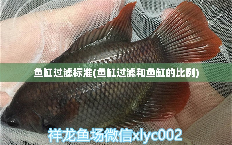 魚缸過濾標(biāo)準(zhǔn)(魚缸過濾和魚缸的比例) 慈雕魚