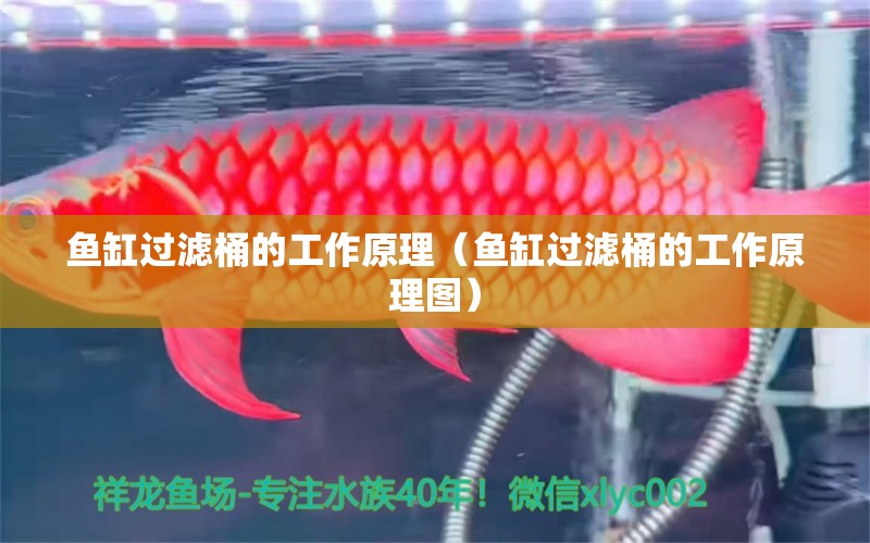 魚缸過濾桶的工作原理（魚缸過濾桶的工作原理圖）