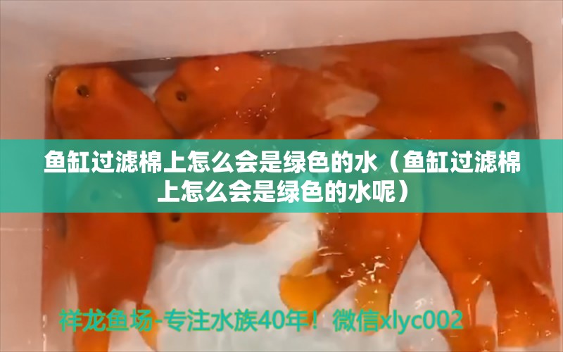 魚缸過濾棉上怎么會是綠色的水（魚缸過濾棉上怎么會是綠色的水呢） 觀賞龜/鱉飼料