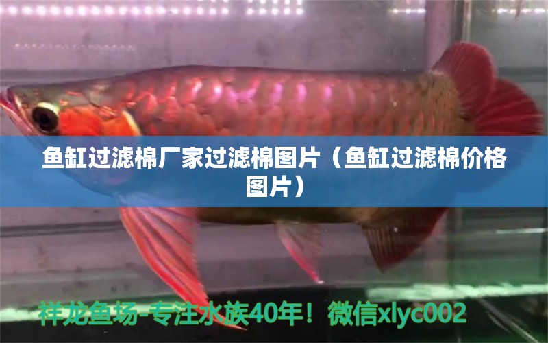 魚缸過濾棉廠家過濾棉圖片（魚缸過濾棉價格圖片） 黃金達(dá)摩魚