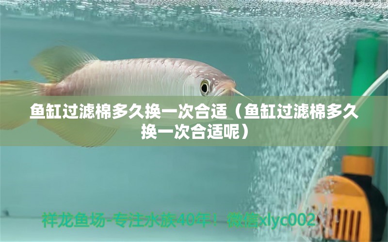 魚缸過(guò)濾棉多久換一次合適（魚缸過(guò)濾棉多久換一次合適呢）