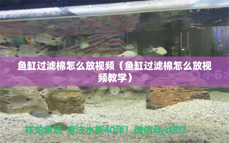 魚缸過濾棉怎么放視頻（魚缸過濾棉怎么放視頻教學(xué)） 成吉思汗鯊（球鯊）魚