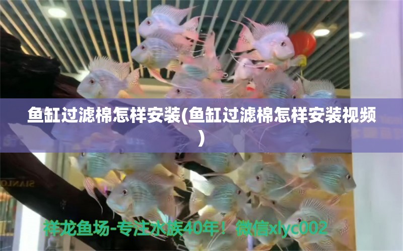 魚缸過濾棉怎樣安裝(魚缸過濾棉怎樣安裝視頻) 白子銀龍魚苗