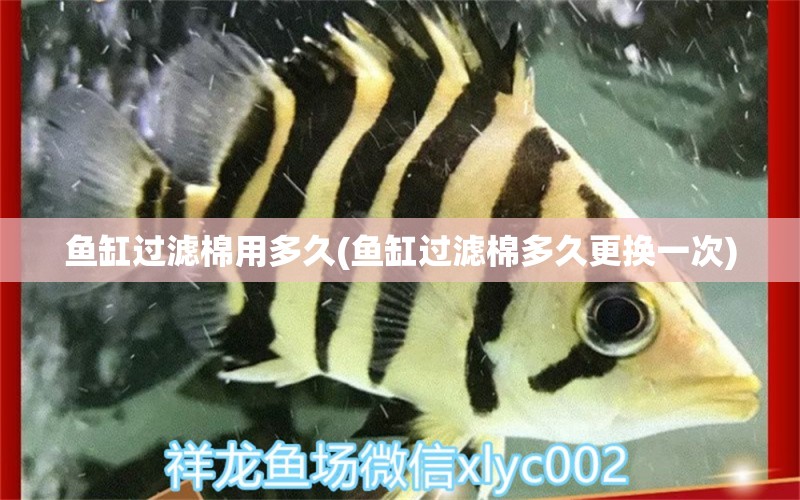 魚缸過濾棉用多久(魚缸過濾棉多久更換一次) 蘇虎