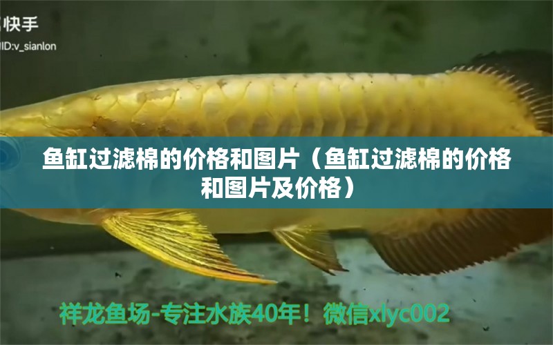 魚缸過濾棉的價格和圖片（魚缸過濾棉的價格和圖片及價格） 泰國虎魚（泰虎）