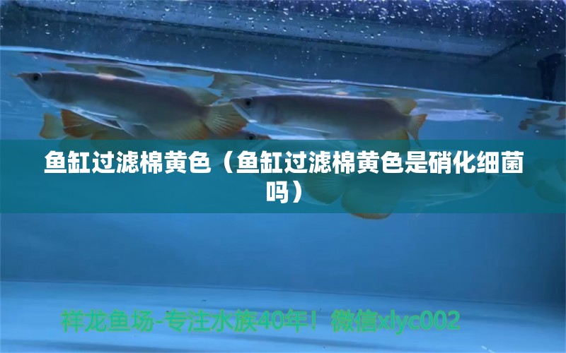 魚缸過濾棉黃色（魚缸過濾棉黃色是硝化細(xì)菌嗎） 魚缸清潔用具