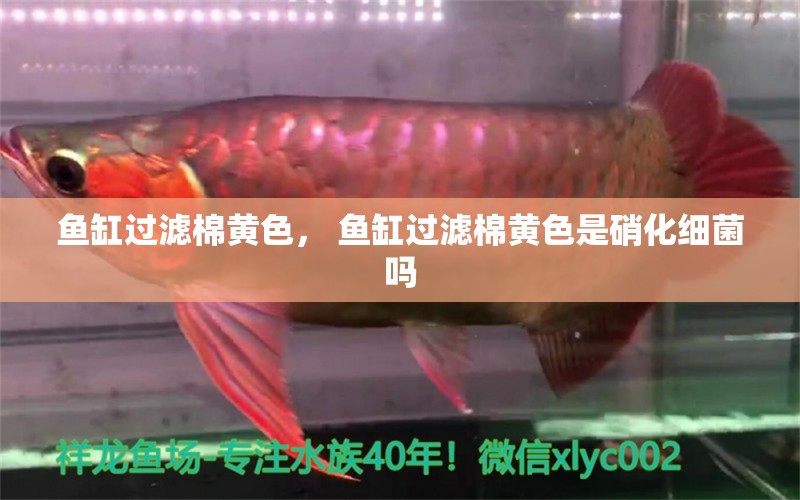 魚(yú)缸過(guò)濾棉黃色， 魚(yú)缸過(guò)濾棉黃色是硝化細(xì)菌嗎 虎紋銀版魚(yú)