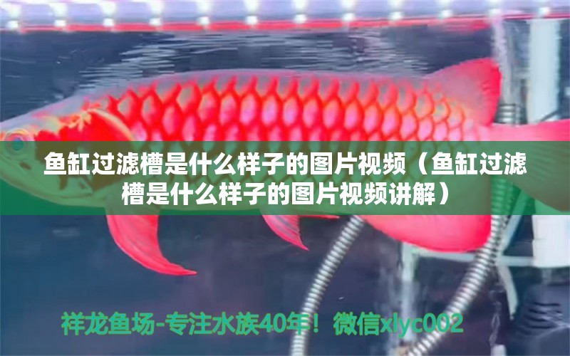 魚(yú)缸過(guò)濾槽是什么樣子的圖片視頻（魚(yú)缸過(guò)濾槽是什么樣子的圖片視頻講解）