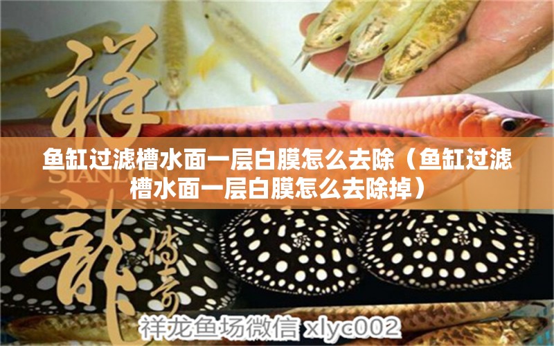 魚(yú)缸過(guò)濾槽水面一層白膜怎么去除（魚(yú)缸過(guò)濾槽水面一層白膜怎么去除掉）