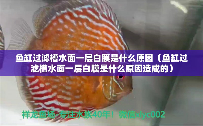 魚(yú)缸過(guò)濾槽水面一層白膜是什么原因（魚(yú)缸過(guò)濾槽水面一層白膜是什么原因造成的）