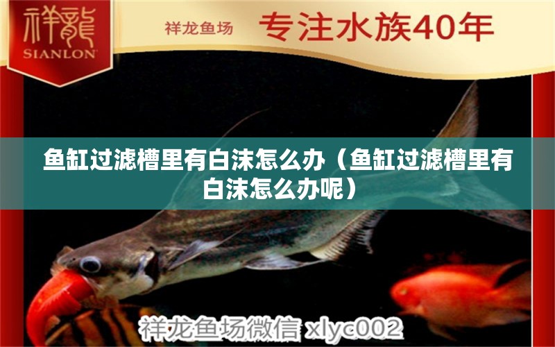 魚(yú)缸過(guò)濾槽里有白沫怎么辦（魚(yú)缸過(guò)濾槽里有白沫怎么辦呢）