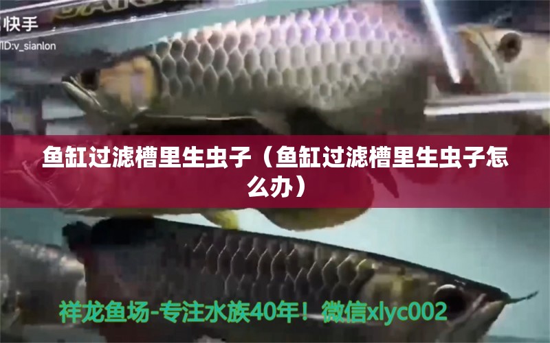 魚(yú)缸過(guò)濾槽里生蟲(chóng)子（魚(yú)缸過(guò)濾槽里生蟲(chóng)子怎么辦）