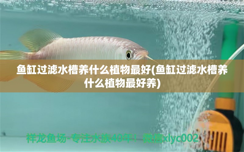 魚缸過濾水槽養(yǎng)什么植物最好(魚缸過濾水槽養(yǎng)什么植物最好養(yǎng))