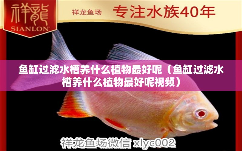 魚缸過濾水槽養(yǎng)什么植物最好呢（魚缸過濾水槽養(yǎng)什么植物最好呢視頻）