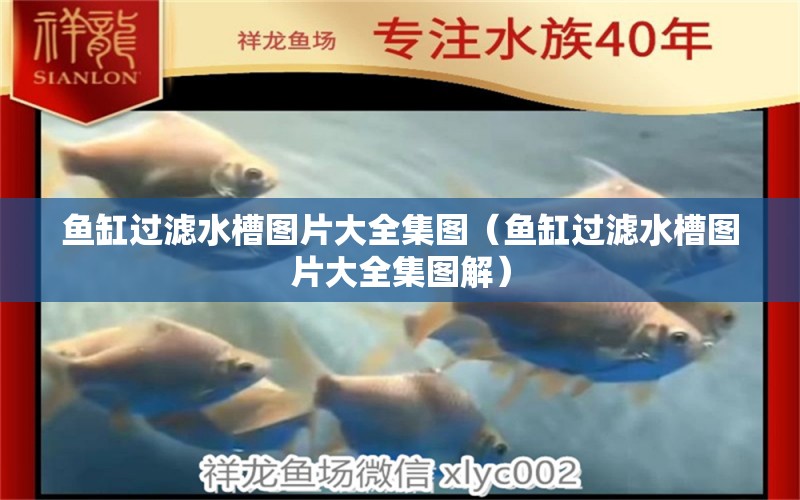 魚缸過濾水槽圖片大全集圖（魚缸過濾水槽圖片大全集圖解） 觀賞魚市場（混養(yǎng)魚）