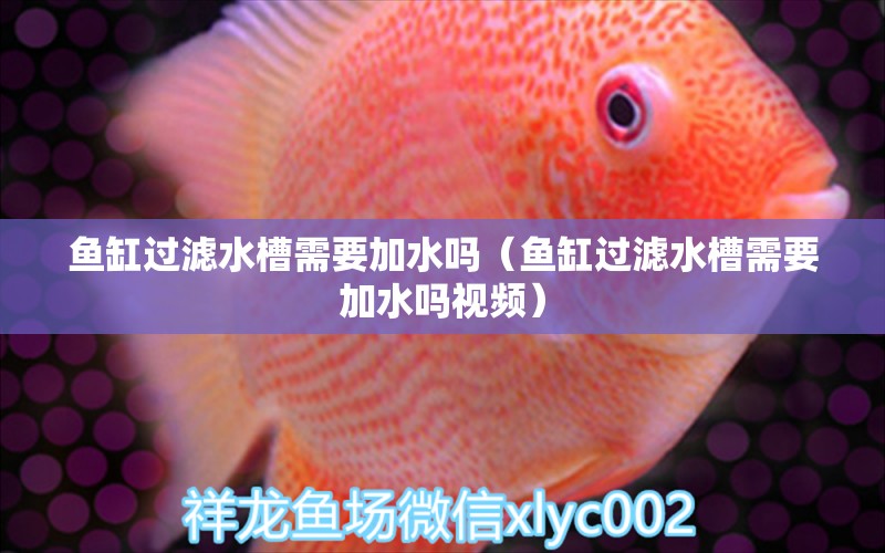 魚(yú)缸過(guò)濾水槽需要加水嗎（魚(yú)缸過(guò)濾水槽需要加水嗎視頻）