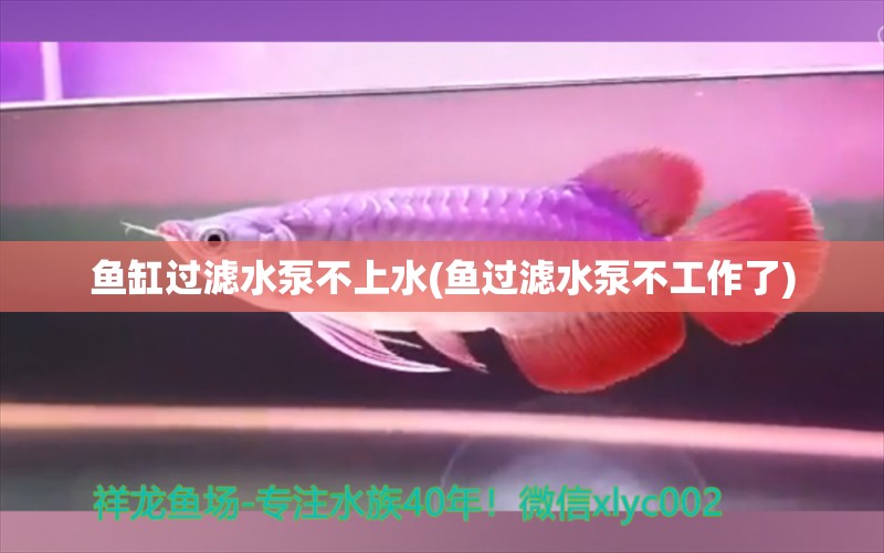 魚(yú)缸過(guò)濾水泵不上水(魚(yú)過(guò)濾水泵不工作了) 巨骨舌魚(yú)