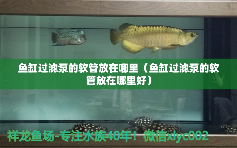 魚缸過濾泵的軟管放在哪里（魚缸過濾泵的軟管放在哪里好）