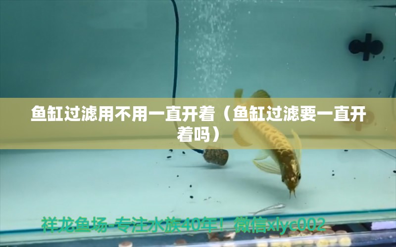 魚缸過濾用不用一直開著（魚缸過濾要一直開著嗎） 古典過背金龍魚