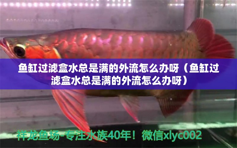 魚缸過濾盒水總是滿的外流怎么辦呀（魚缸過濾盒水總是滿的外流怎么辦呀）