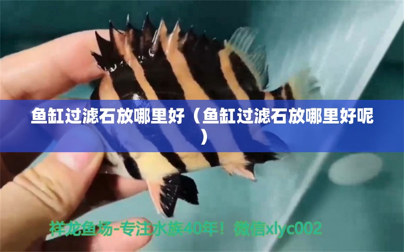 魚缸過濾石放哪里好（魚缸過濾石放哪里好呢） 祥龍水族醫(yī)院