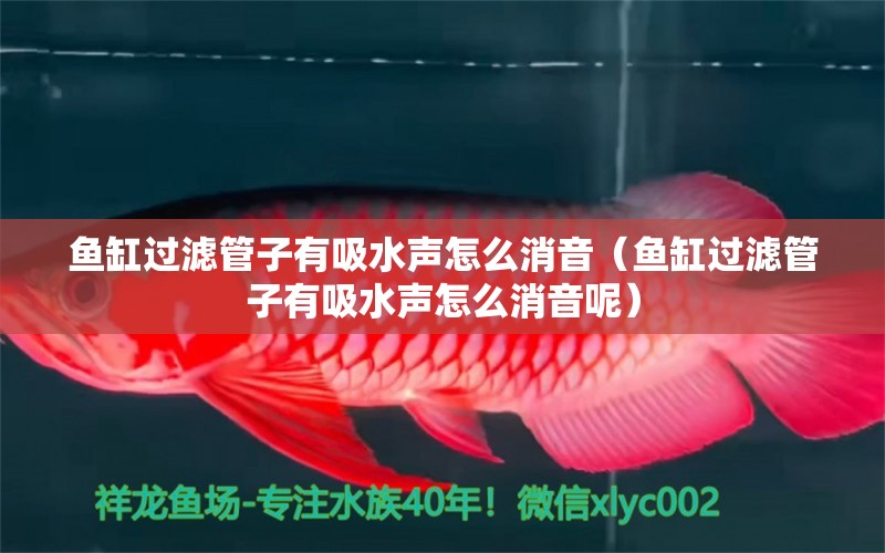 魚缸過濾管子有吸水聲怎么消音（魚缸過濾管子有吸水聲怎么消音呢）