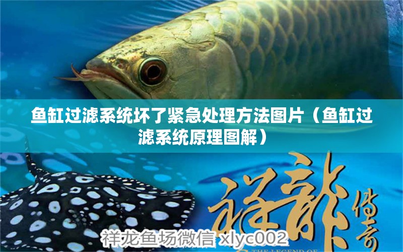 魚(yú)缸過(guò)濾系統(tǒng)壞了緊急處理方法圖片（魚(yú)缸過(guò)濾系統(tǒng)原理圖解）