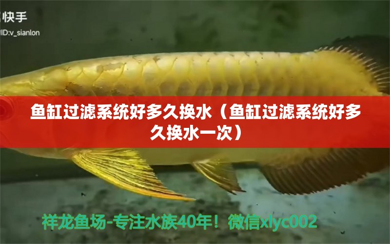 魚缸過濾系統(tǒng)好多久換水（魚缸過濾系統(tǒng)好多久換水一次）