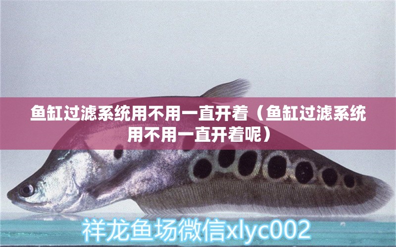 魚缸過濾系統(tǒng)用不用一直開著（魚缸過濾系統(tǒng)用不用一直開著呢） 觀賞魚市場（混養(yǎng)魚）