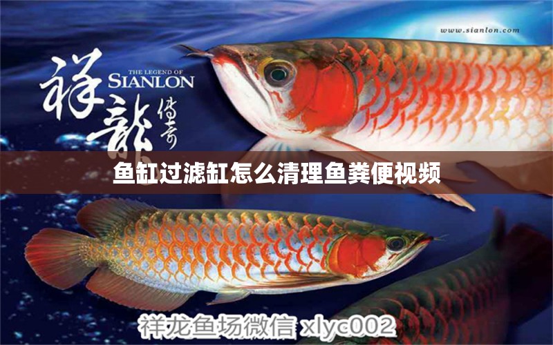 魚缸過(guò)濾缸怎么清理魚糞便視頻