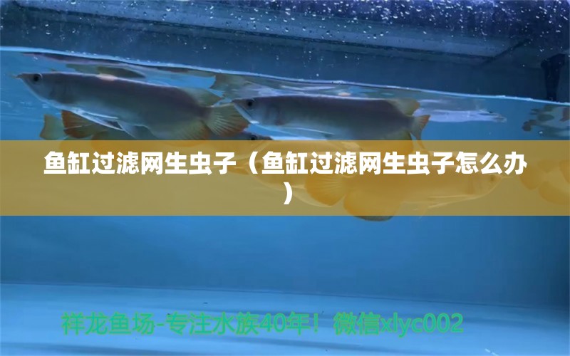 魚缸過濾網(wǎng)生蟲子（魚缸過濾網(wǎng)生蟲子怎么辦） 細線銀版魚