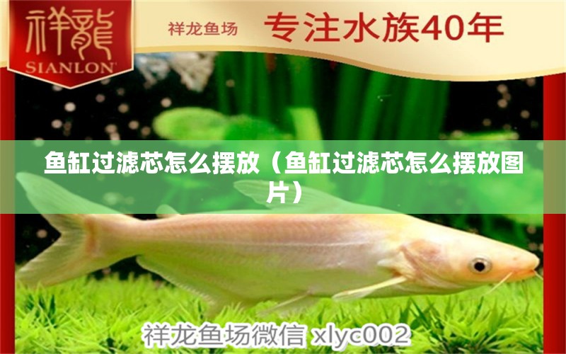 魚缸過濾芯怎么擺放（魚缸過濾芯怎么擺放圖片） 祥龍水族醫(yī)院