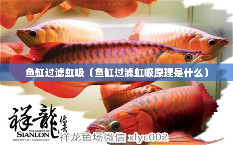 魚(yú)缸過(guò)濾虹吸（魚(yú)缸過(guò)濾虹吸原理是什么） 祥龍水族醫(yī)院