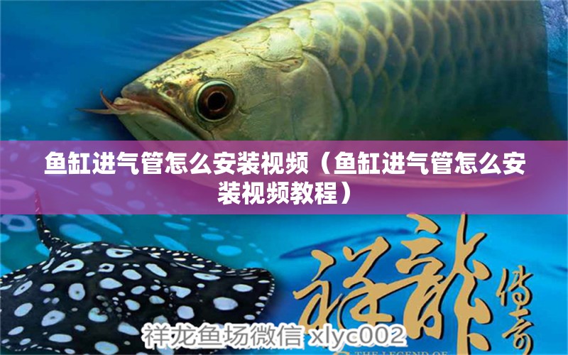 魚缸進(jìn)氣管怎么安裝視頻（魚缸進(jìn)氣管怎么安裝視頻教程） 印尼四紋虎